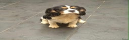 Cavalier King Charles Spaniel dogs for sale: *REDUCED last boy*Beautiful kc reg cavaliers - Advert 1