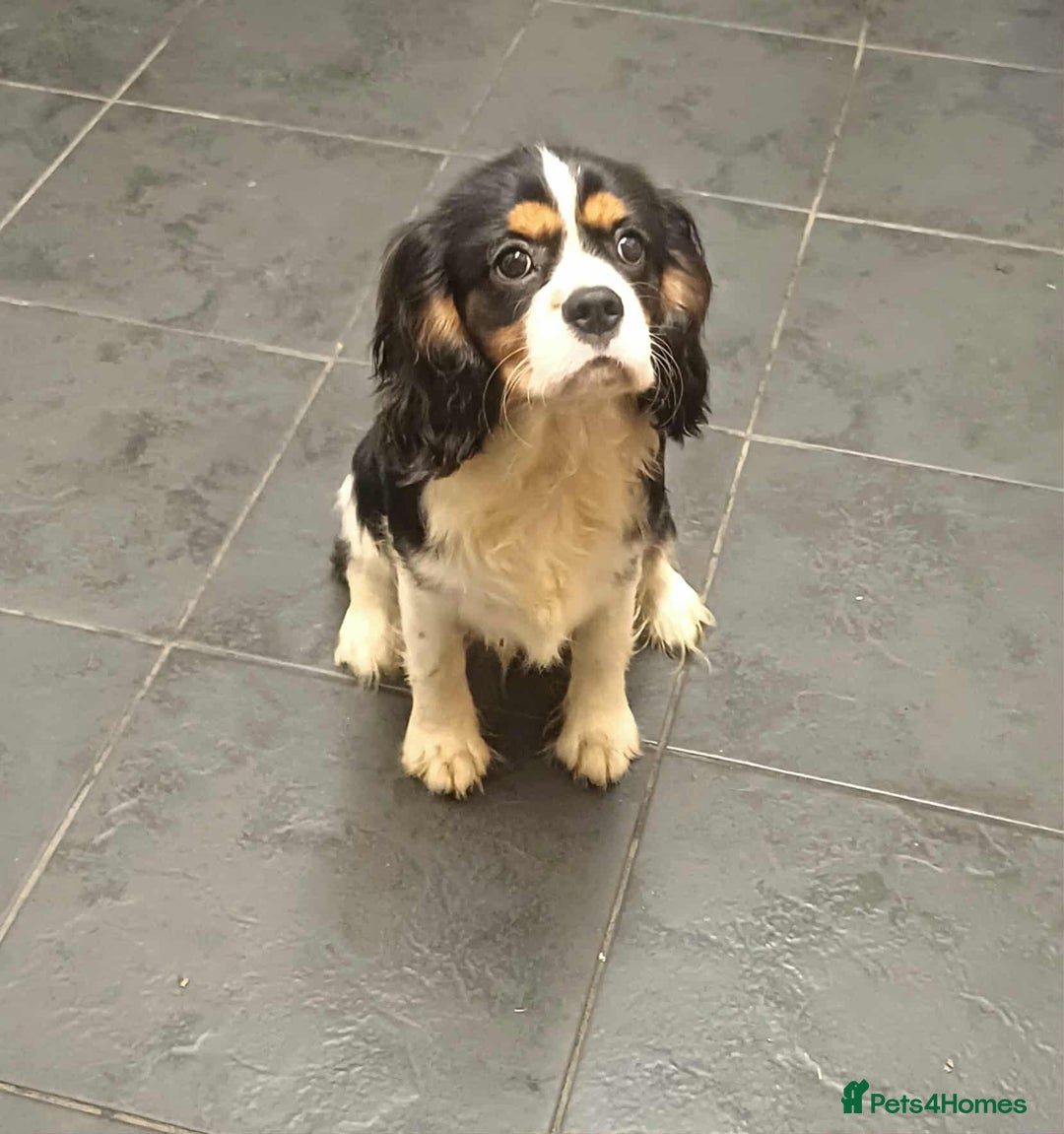 Cavalier King Charles Spaniel dogs for sale: *REDUCED last boy*Beautiful kc reg cavaliers - Advert 1