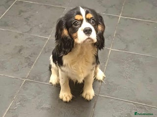 Cavalier King Charles Spaniel dogs *REDUCED last boy*Beautiful kc reg cavaliers - Advert 17