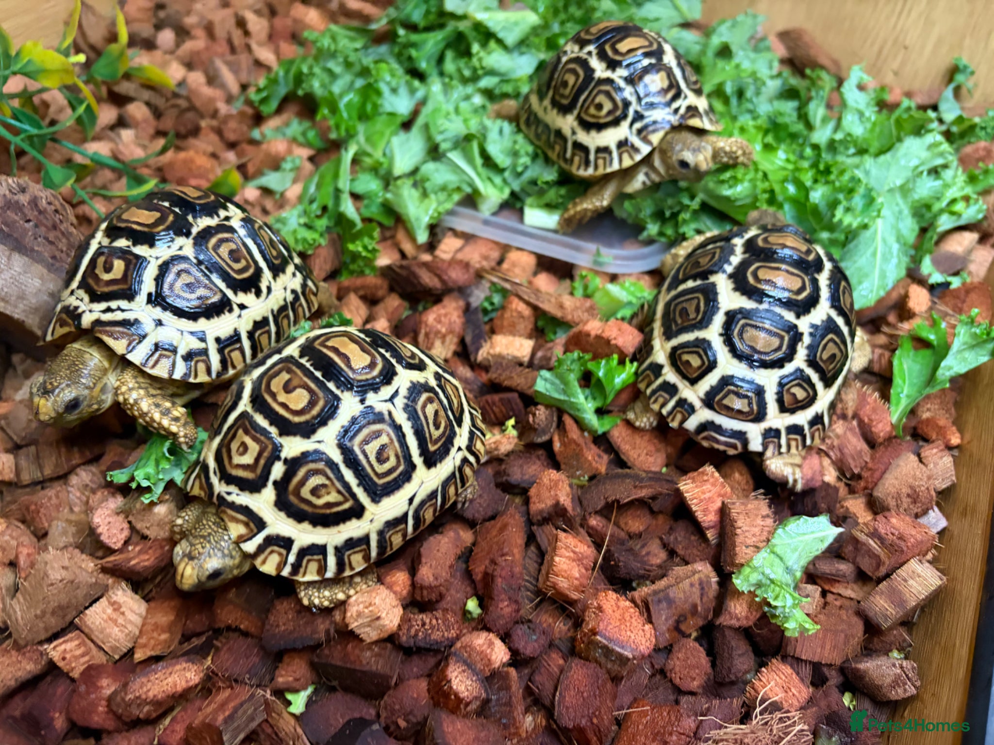 Tortoise reptiles for sale: Leopard Tortoses- Stunning RARE High White Babies - Advert 8