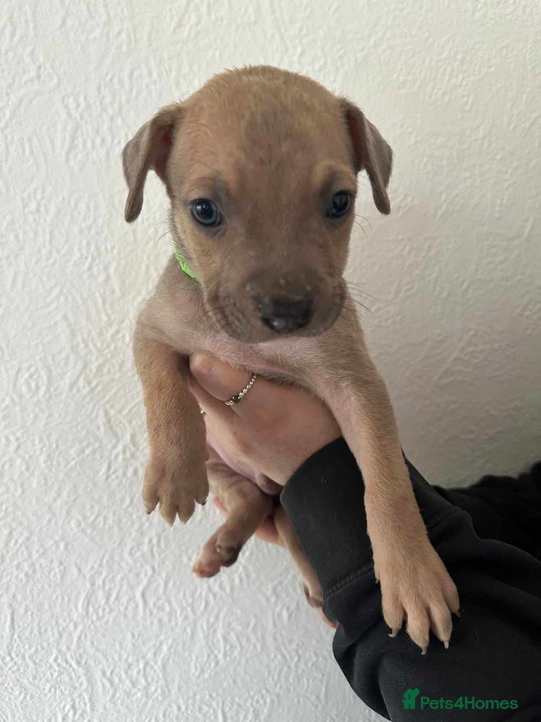 Mixed Breed dogs for sale: Cane corso x alpha blue bulldog puppies  - Advert 9