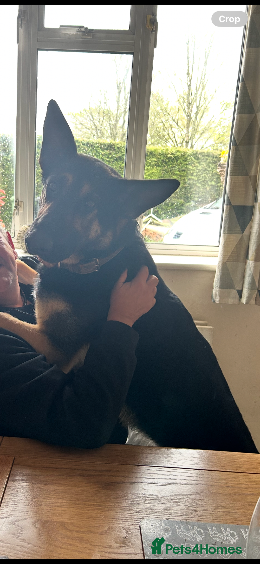 German Shepherd dogs for sale: German shepherd  - Image 2