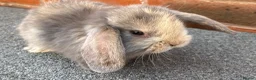 Mini Lop rabbits for sale: STUNNING PURE BREED MINI LOPS AMAZING COLOURS - Advert 6