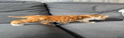 Mixed Breed cats for sale: Ginger fluffy boy - Advert 5