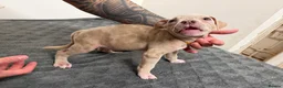 American Bully dogs for sale: American pocket bully puppies for sale 🐾 - Advert 26