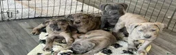 Cane Corso dogs for sale: A Wonderful Litter Of Cane Corso Puppies For Sale - Advert 2
