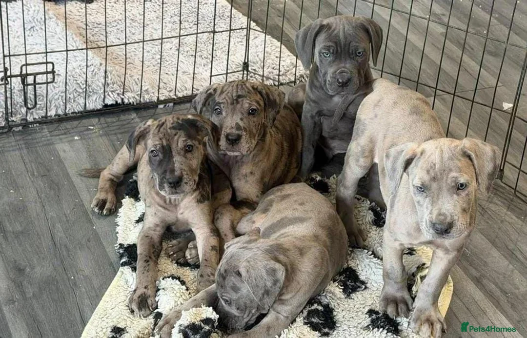Cane Corso dogs for sale: A Wonderful Litter Of Cane Corso Puppies For Sale - Advert 2