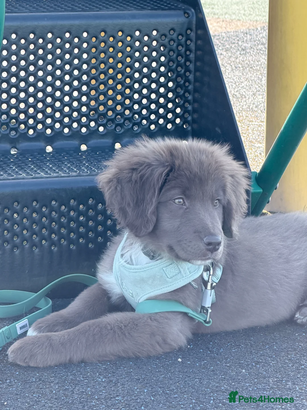 Borador dogs for sale: Collie X Lab - Advert 4