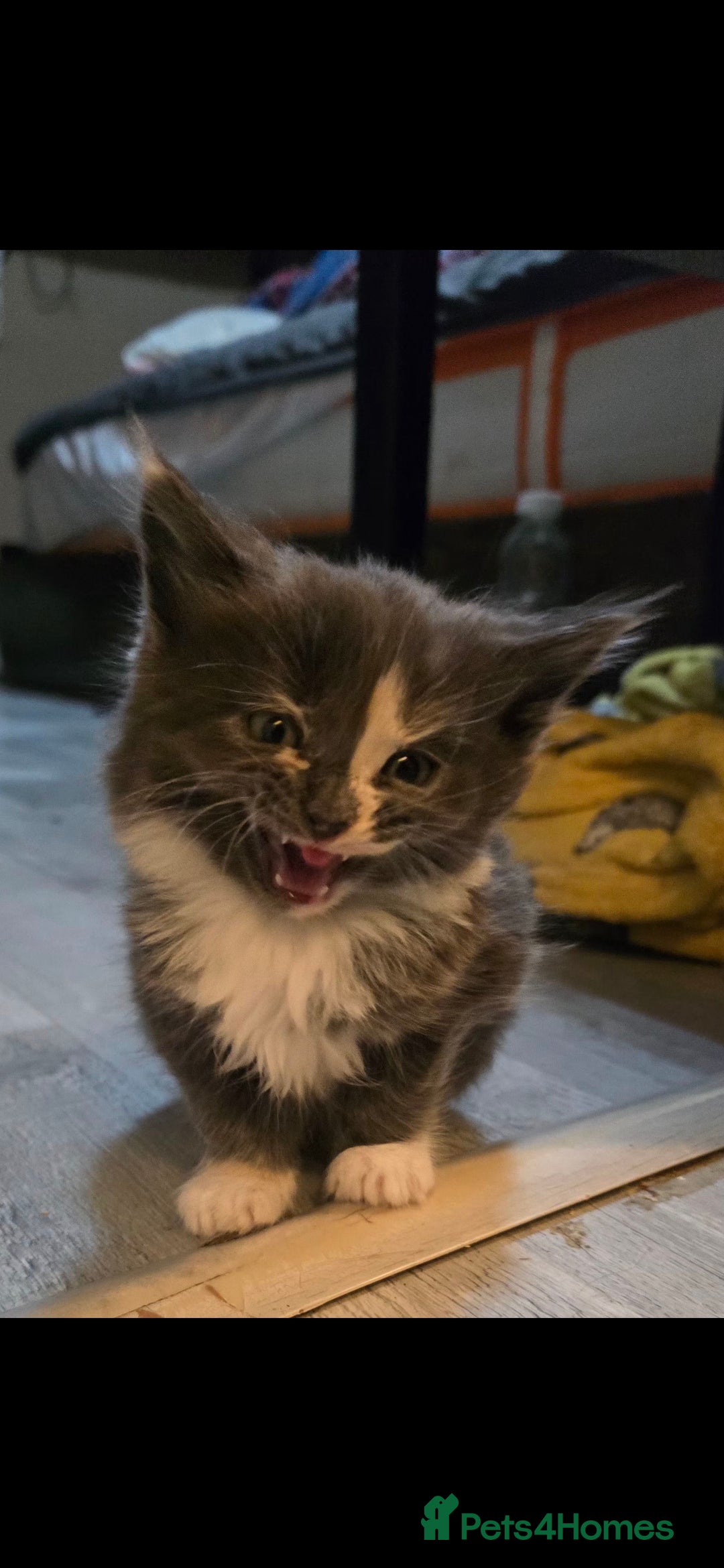 Maine Coon cats Maine coon - Advert 1