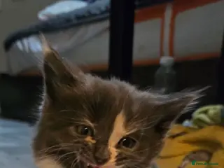 Maine Coon cats Maine coon - Advert 1