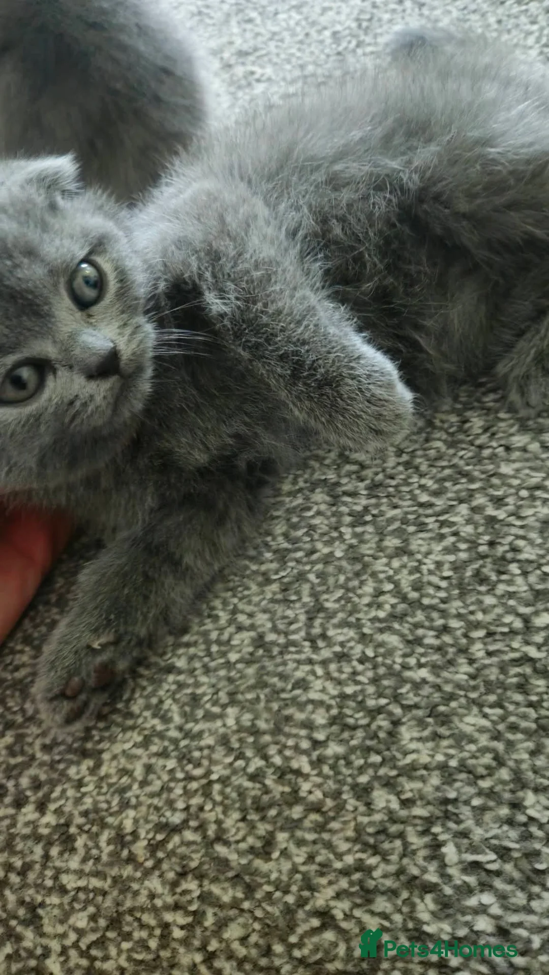 Scottish Fold cats for sale: Scottish Fold - Advert 2