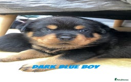 Rottweiler dogs for sale: Beautiful KC Rottweiler puppies - Image 16