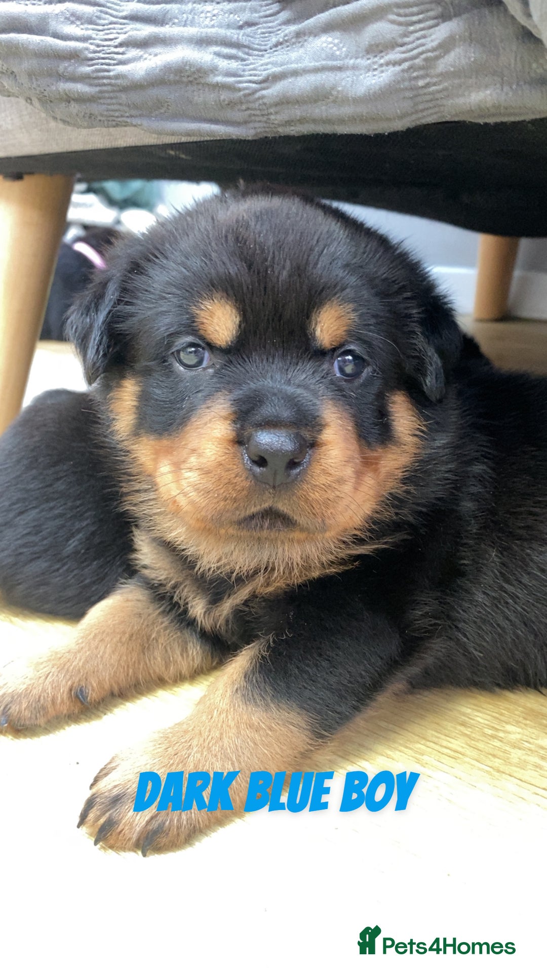 Rottweiler dogs for sale: Beautiful KC Rottweiler puppies - Image 16