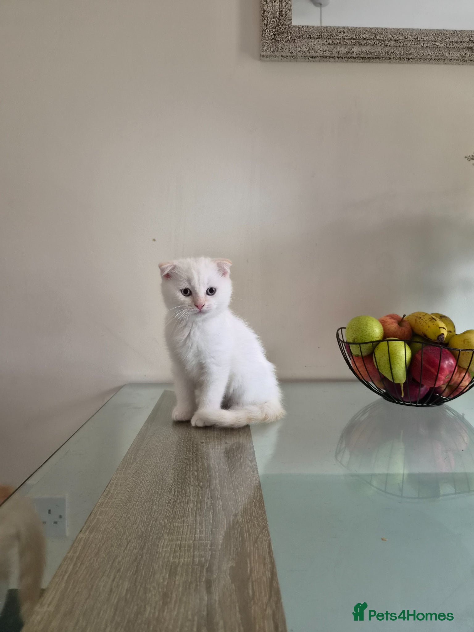Scottish Fold cats Adorable scottish fold and straight kittens - Advert 14