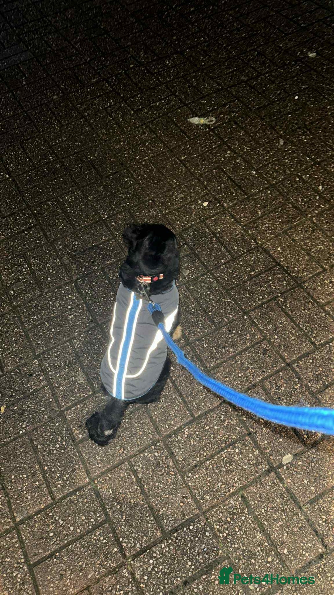 Pug dogs for sale: Scar fluffy pug - Image 11