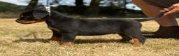 Rottweiler dogs for sale: ⭐️ Best Breeding in the UK 🇬🇧 ⭐️ - Advert 18
