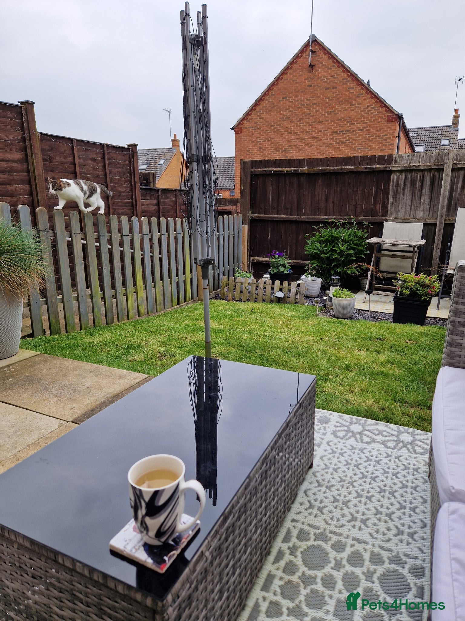Domestic Shorthair cats for sale: Beaux in Wellingborough - Advert 4