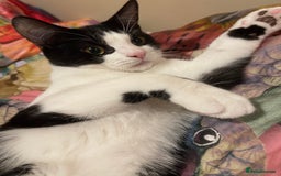 Mixed Breed cats for sale: Male kitten - Advert 10