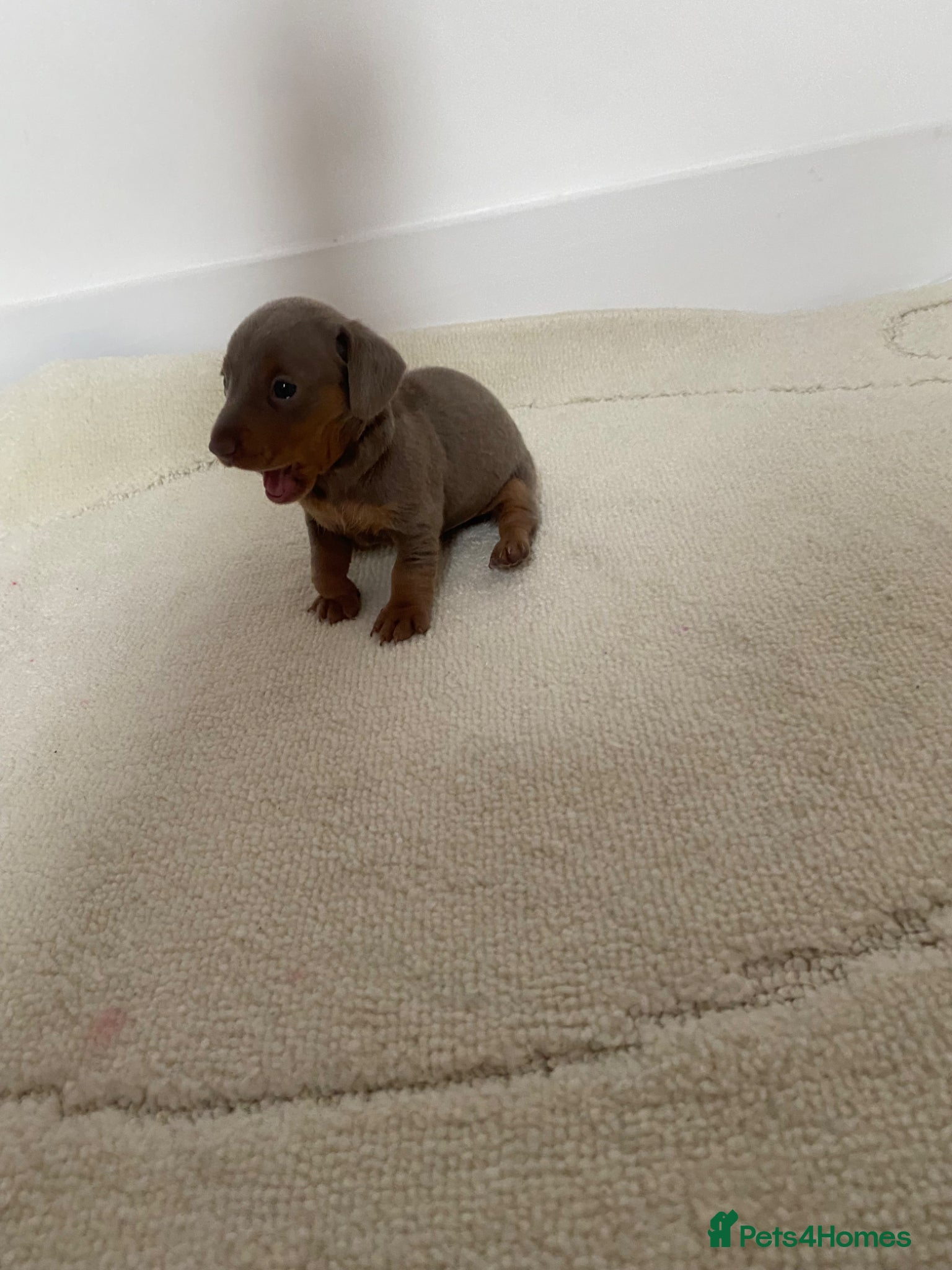 Miniature Dachshund dogs for sale: Beautiful miniature dachshunds puppies  in Ongar - Advert 6