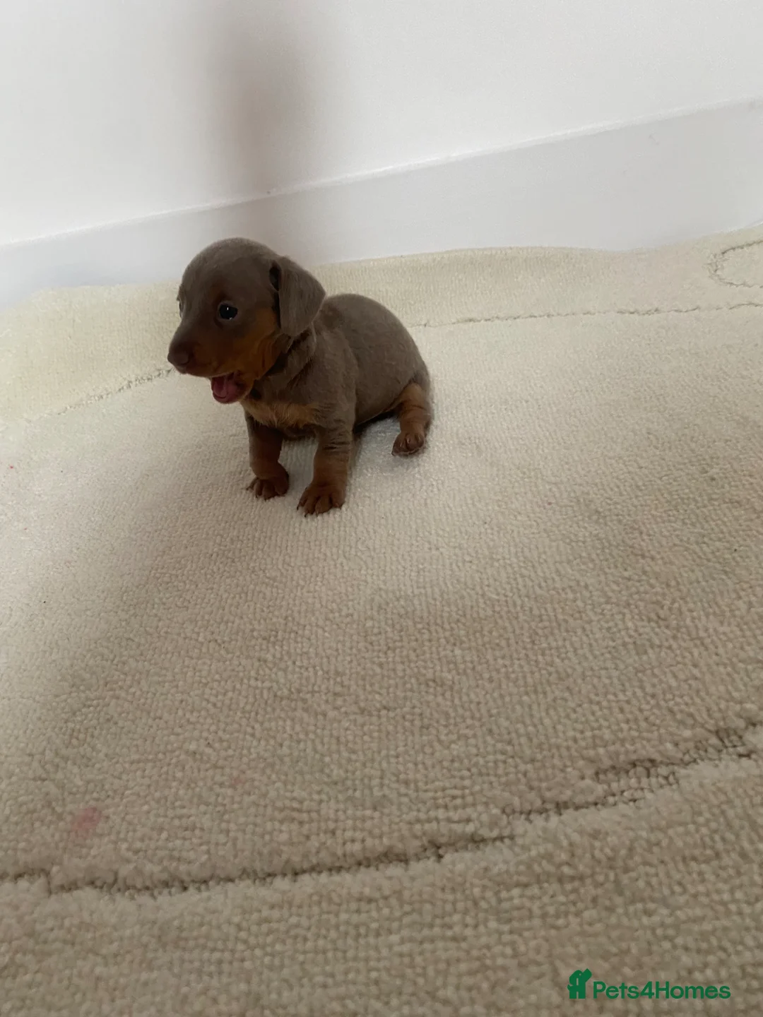Miniature Dachshund dogs for sale: Beautiful miniature dachshunds puppies  - Advert 34