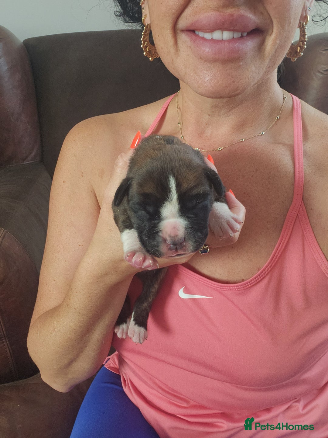 Boxer dogs for sale: 🌟KC REG BOBTAIL BOXER PUPS🌟 - Image 9
