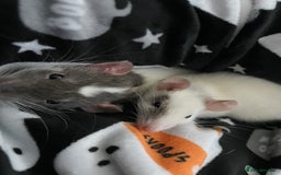 Rat rodents for sale: X 2 fancy rats and cage for sale - Image 2