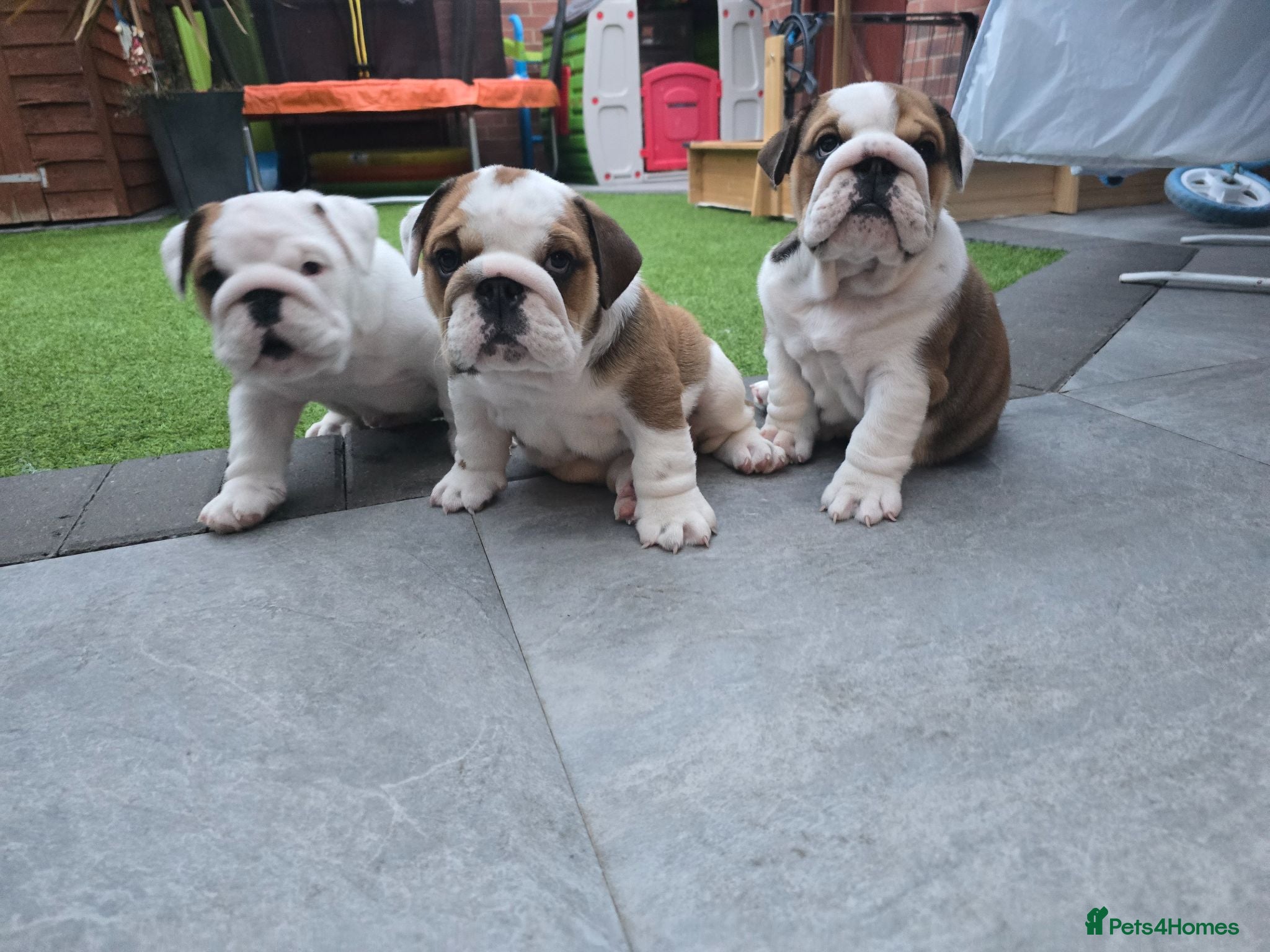English Bulldog dogs 🐾 Beautiful KC Reg English Bulldog Puppies 🐶 - Advert 3