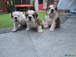 English Bulldog dogs 🐾 Beautiful KC Reg English Bulldog Puppies 🐶 - Advert 3