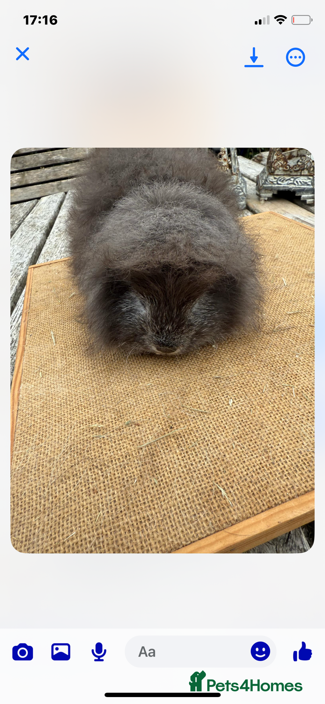 Guinea Pig rodents for sale: Swiss sows and boars  - Image 15