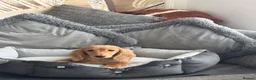 Miniature Dachshund dogs for sale: Ready now KC reg 5 month old boy  - Advert 2