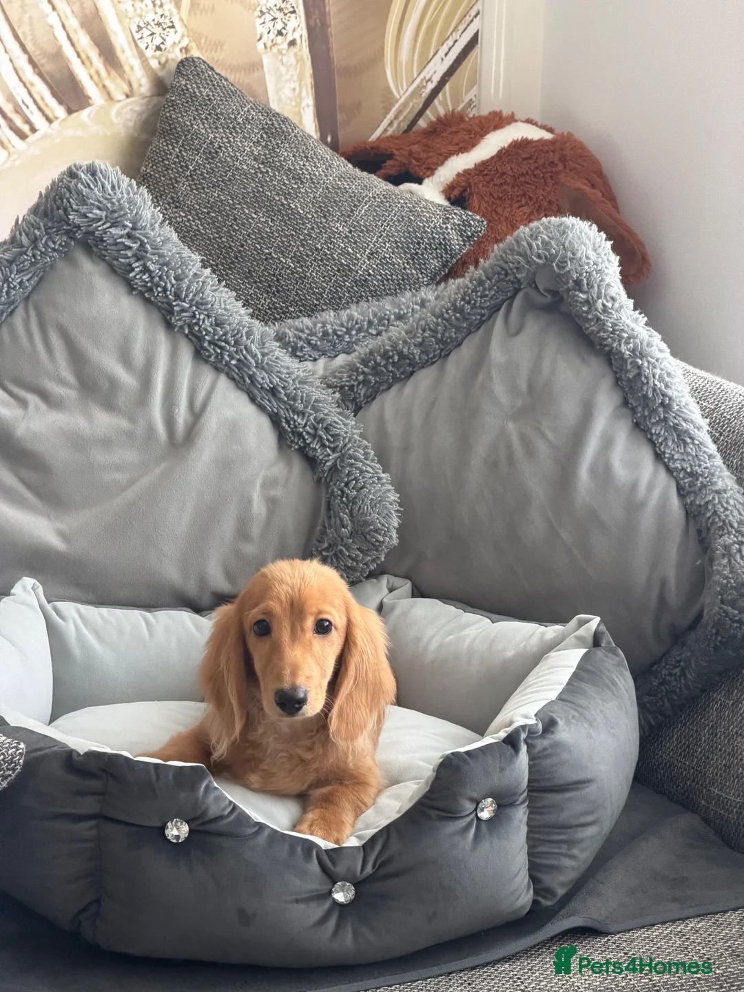 Miniature Dachshund dogs for sale: Ready now KC reg 5 month old boy  - Advert 2