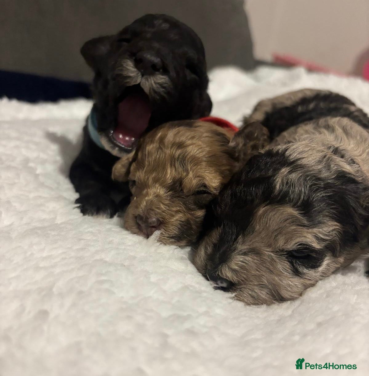 Cavapoo dogs BEAUTIFUL F1B CAVAPOO PUPPIES - Advert 3