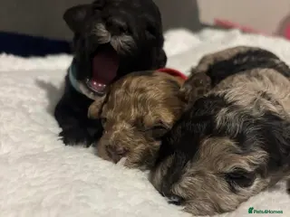 Cavapoo dogs BEAUTIFUL F1B CAVAPOO PUPPIES - Advert 3