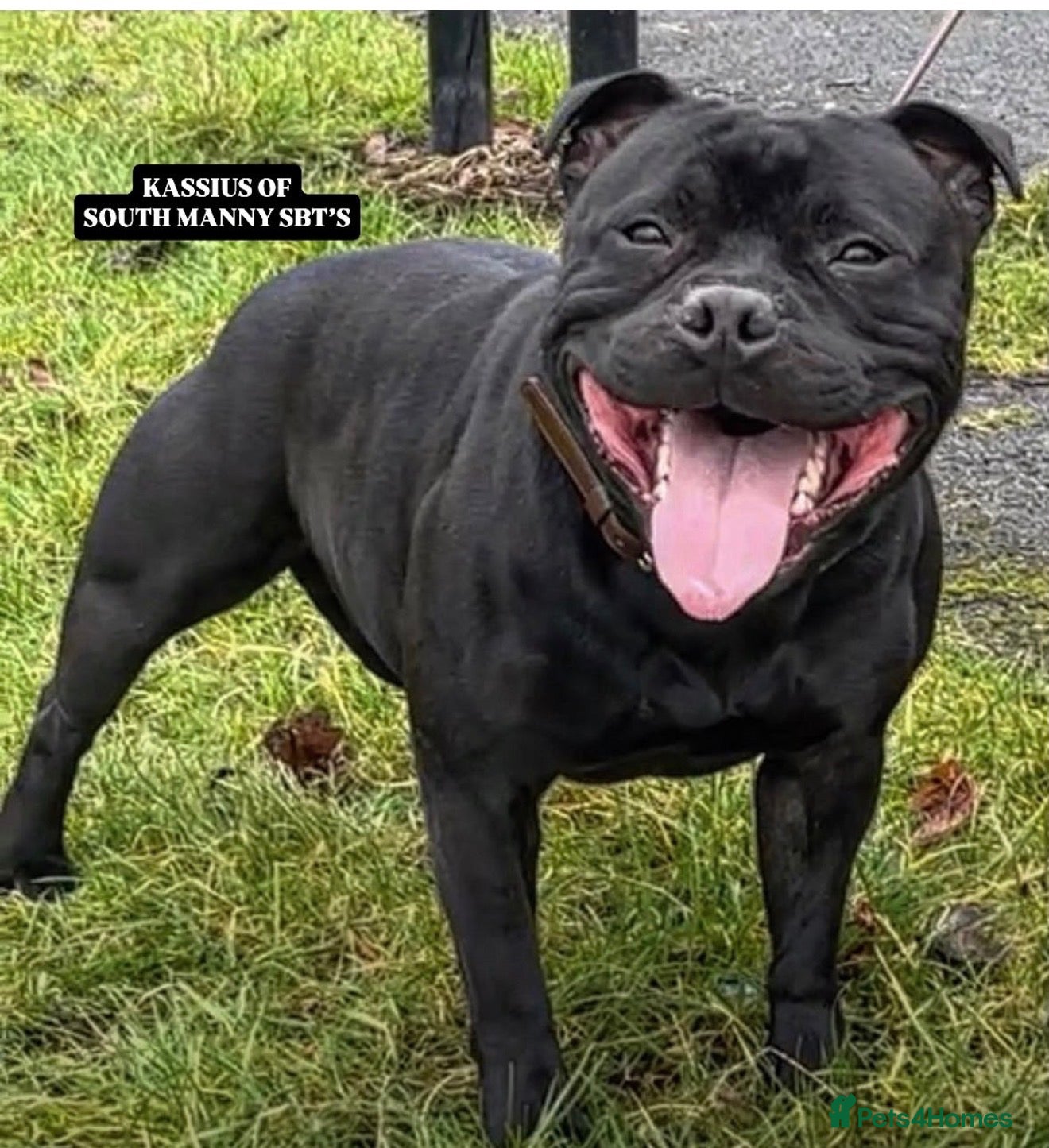 Staffordshire Bull Terrier dogs for sale: KC reg KASSIUS Pups  - Advert 1