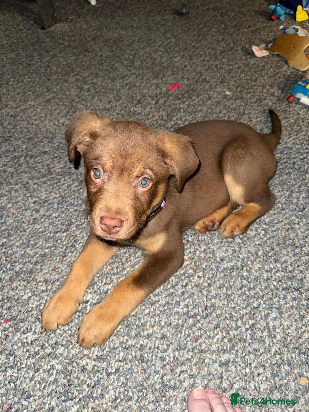 Rottweiler dogs for sale: Beautiful Rottweiler With a Loving Personality 🐕 - Advert 7