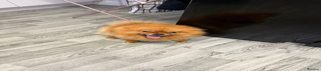 Pomeranian Puppy 2