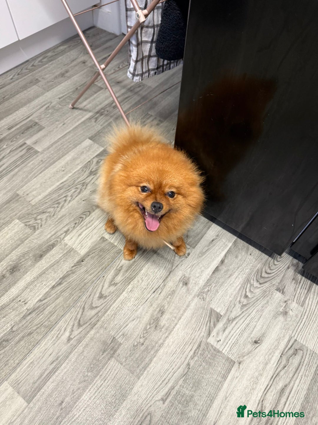 Pomeranian dogs for sale: Female Pomeranian  - Image 3