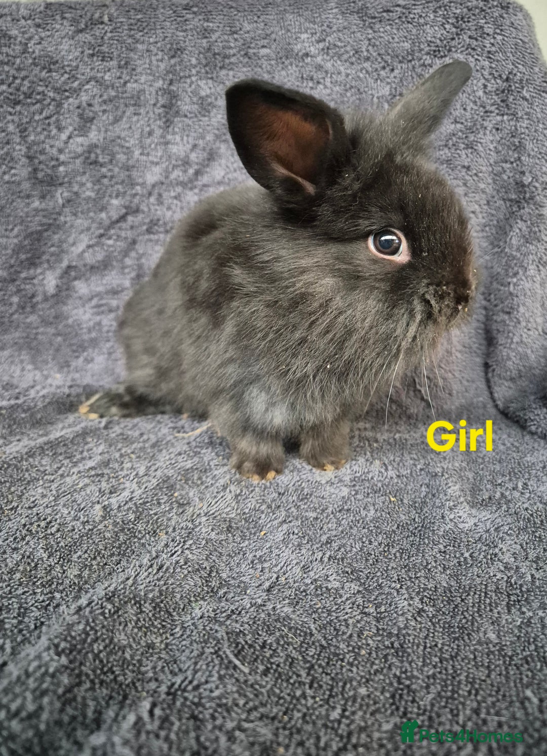 Mini Lion Lop rabbits for sale: Mini Lion Lop Buns looking for new homes - Image 3