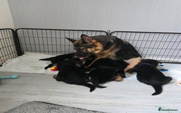 German Shepherd dogs for sale: German shepard pups - Image 25