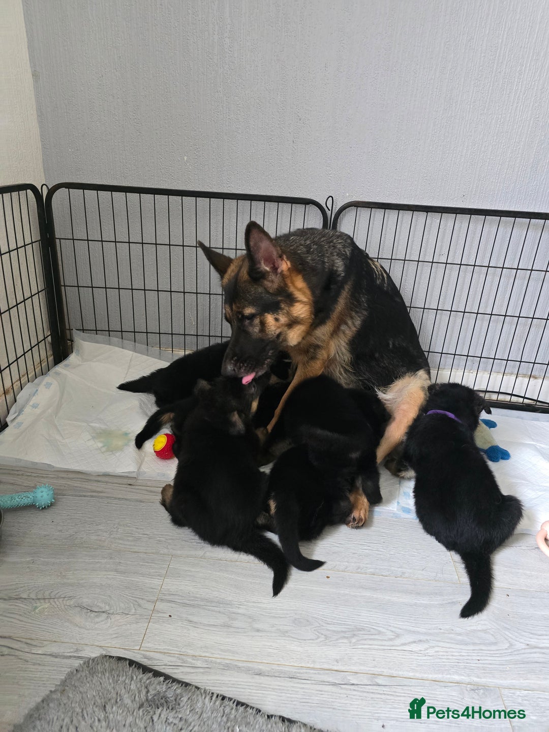 German Shepherd dogs for sale: German shepard pups - Image 25