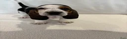 Basset Hound dogs for sale: Bassett hound puppiess - Advert 3