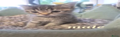 Mixed Breed Kitten 1