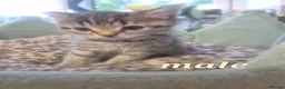 Mixed Breed cats for sale: Beautiful tabby kittens - Advert 3