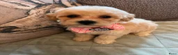 Poochon dogs for sale: Poochons born to Extensively HealthTested parents  - Advert 9