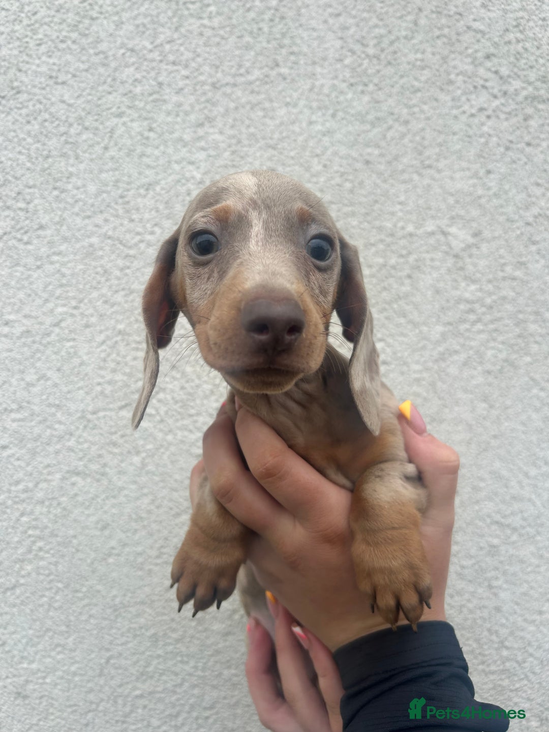 Miniature Dachshund dogs for sale: 4 miniature dachshund puppies for sale. - Image 3
