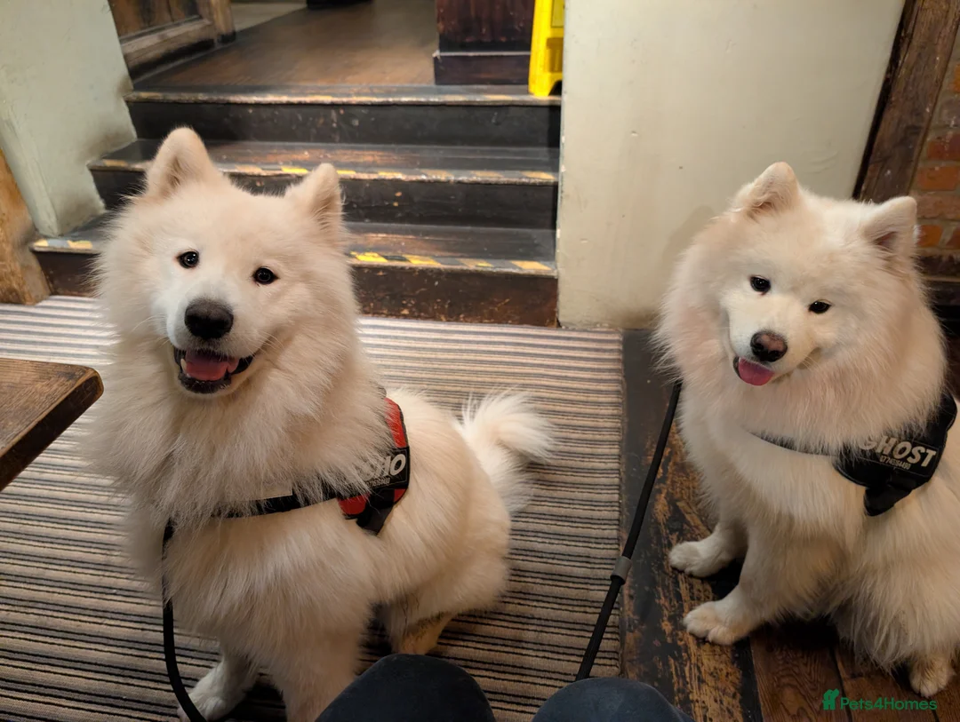 Samoyed dogs for sale: Beautiful Samoyed Echo – 1 Year 11 months - Advert 5