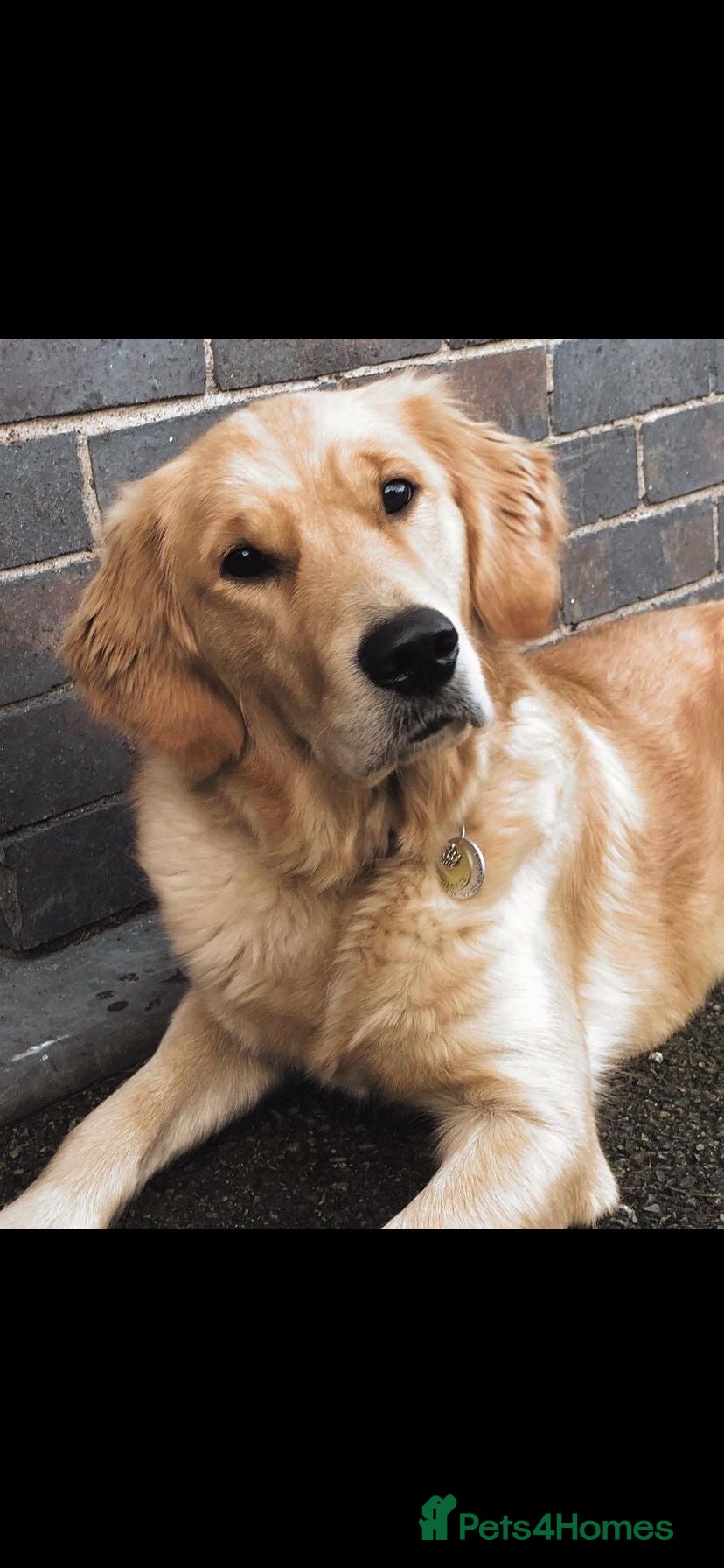 Golden Retriever dogs Golden Retriever  - Advert 18