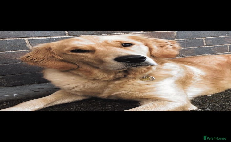 Golden Retriever dogs Golden Retriever  - Advert 9