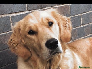 Golden Retriever dogs Golden Retriever - Advert 1