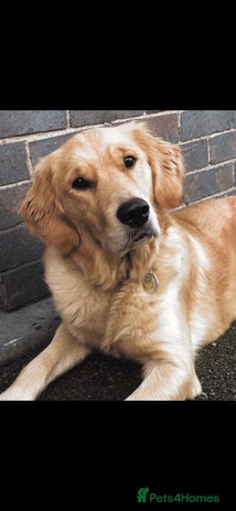 Golden Retriever dogs Golden Retriever - Advert 2